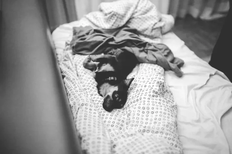Best Pet Friendly Chains Fees - Best Pet Friendly Hotel Chains Fee Comparison USA