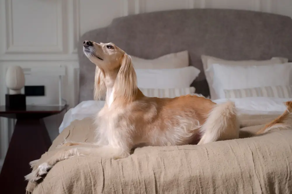 Best Pet Friendly Chains Fees