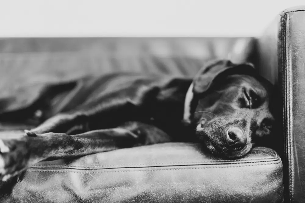 Best Pet Friendly Chains Fees